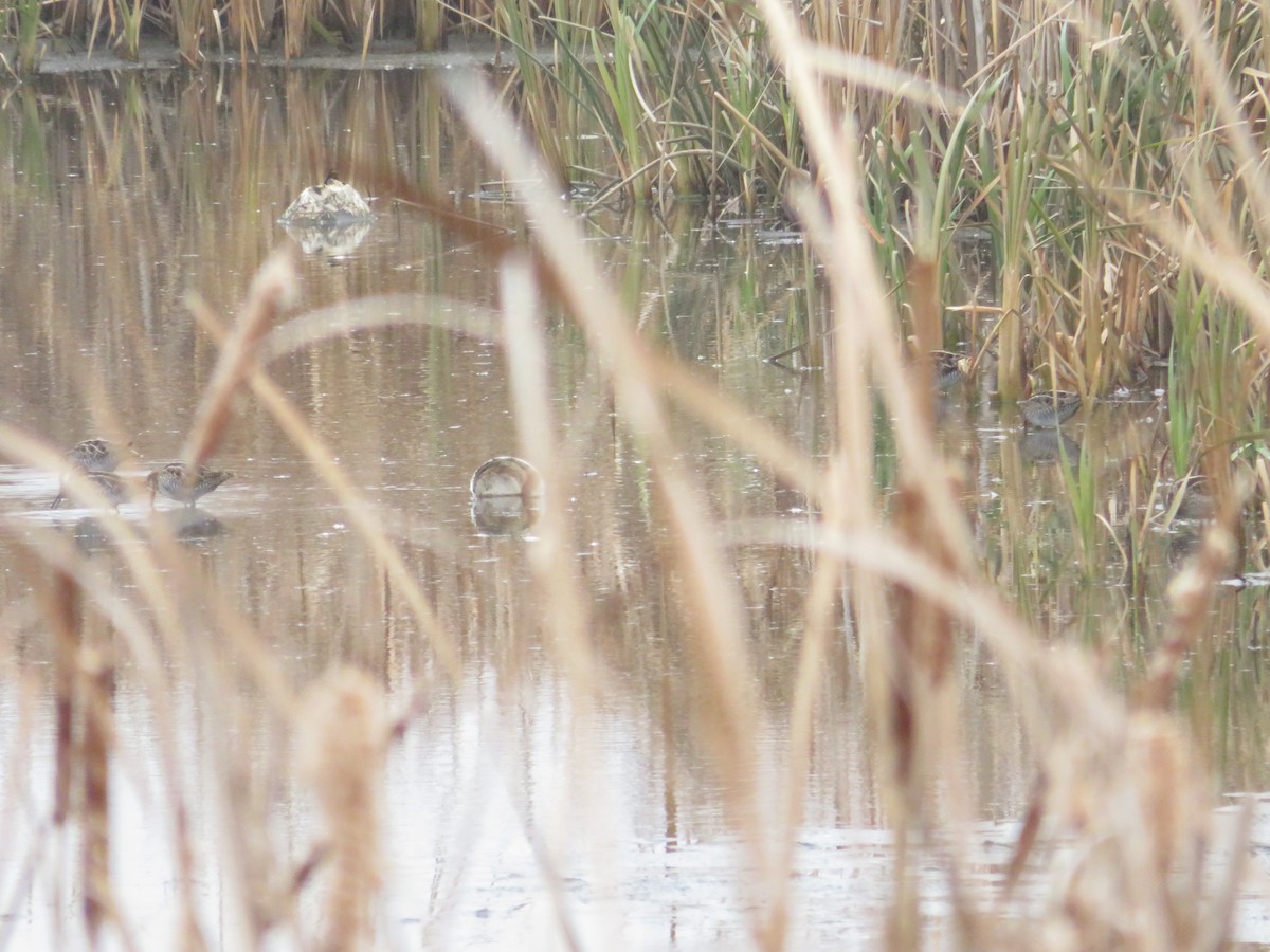 Wilson's Snipe - ML645793493