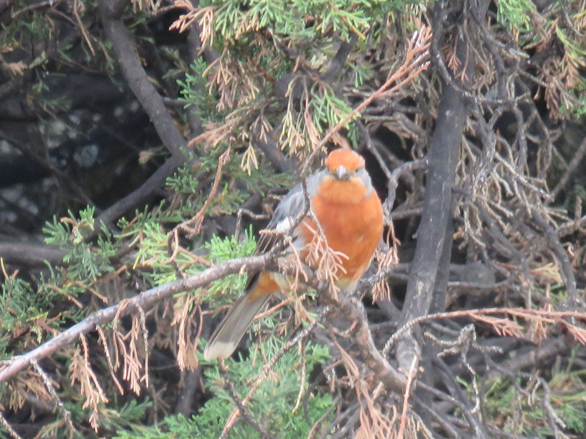 White-tipped Plantcutter - ML645793496