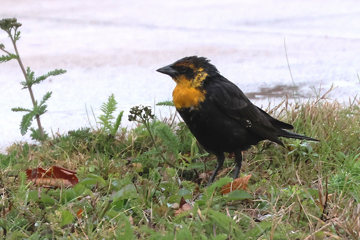 Yellow-headed Blackbird - ML645793502