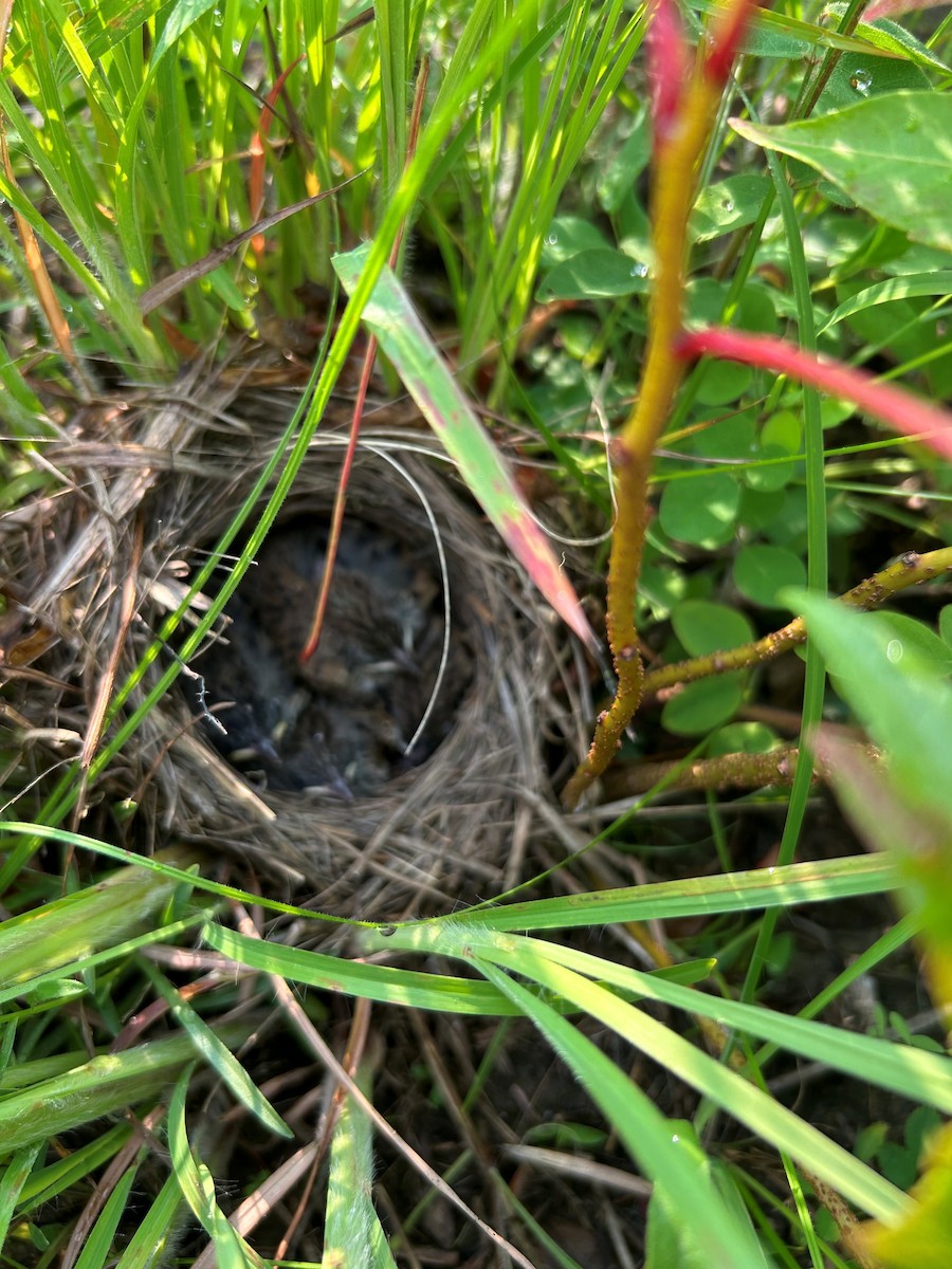 Bachman's Sparrow - ML645793503