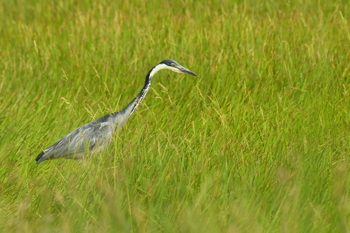 Héron mélanocéphale - ML645793518