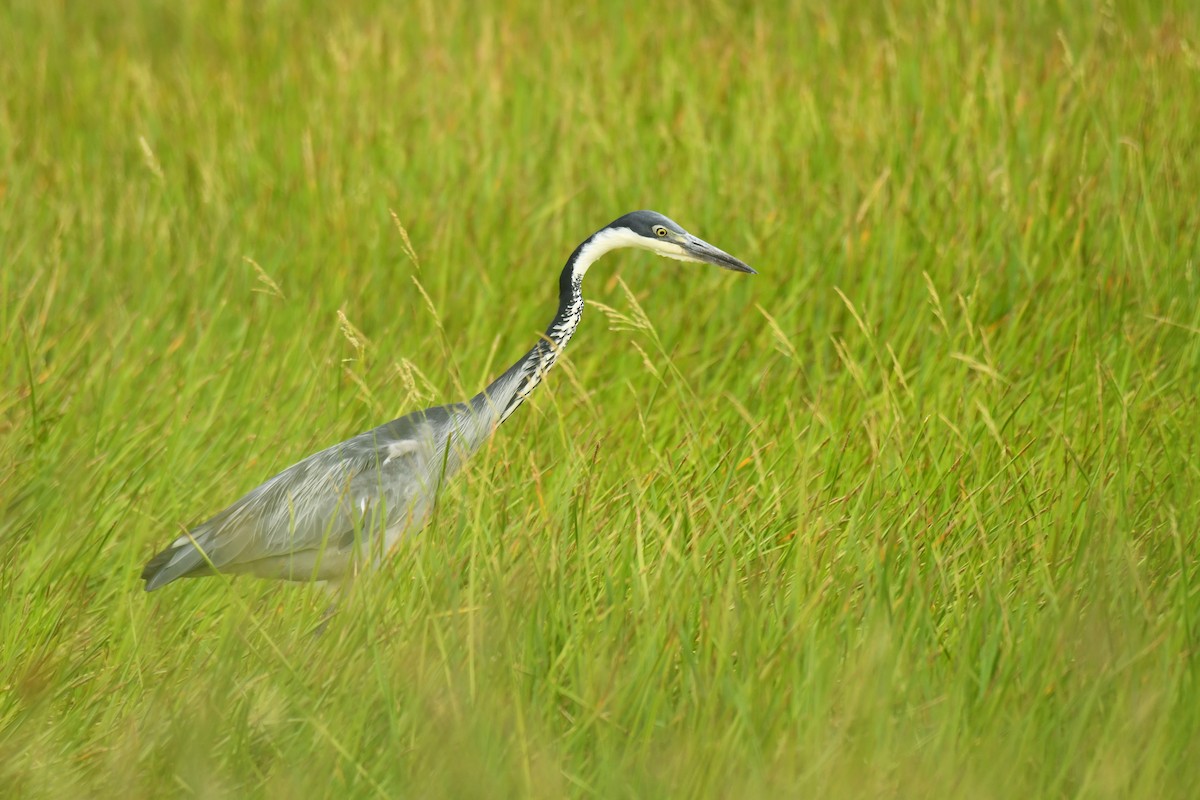 Héron mélanocéphale - ML645793519