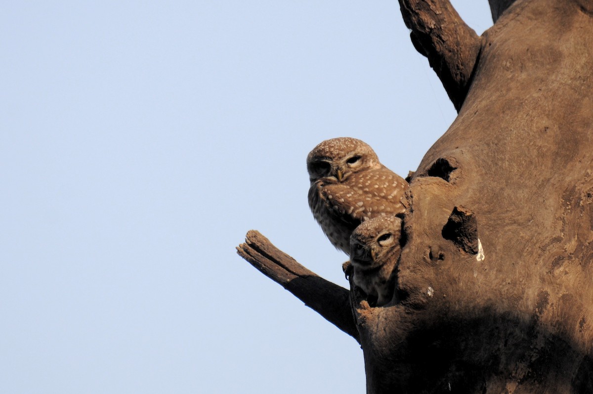 Spotted Owlet - ML645793529