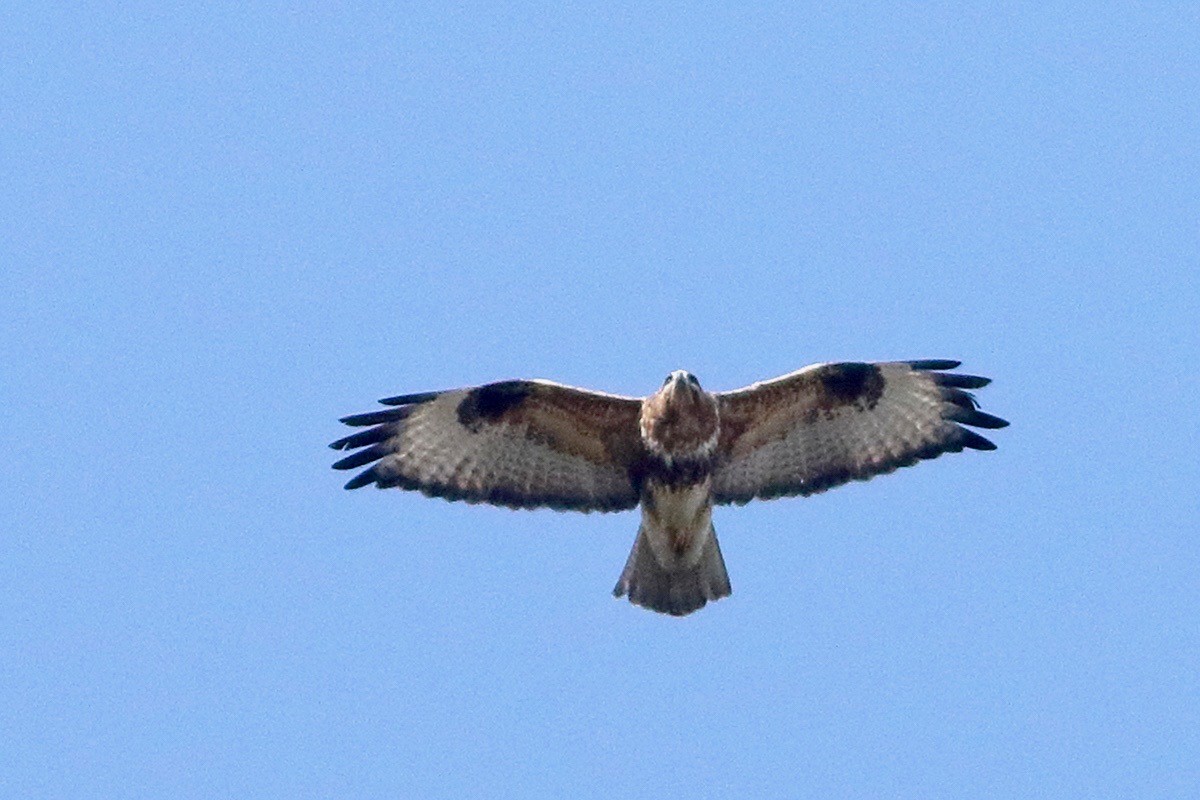Long-legged Buzzard - ML645793541
