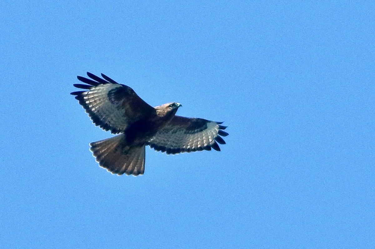 Long-legged Buzzard - ML645793542