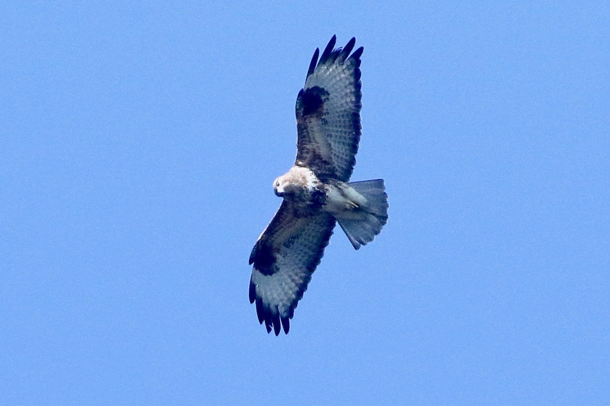 Long-legged Buzzard - ML645793543