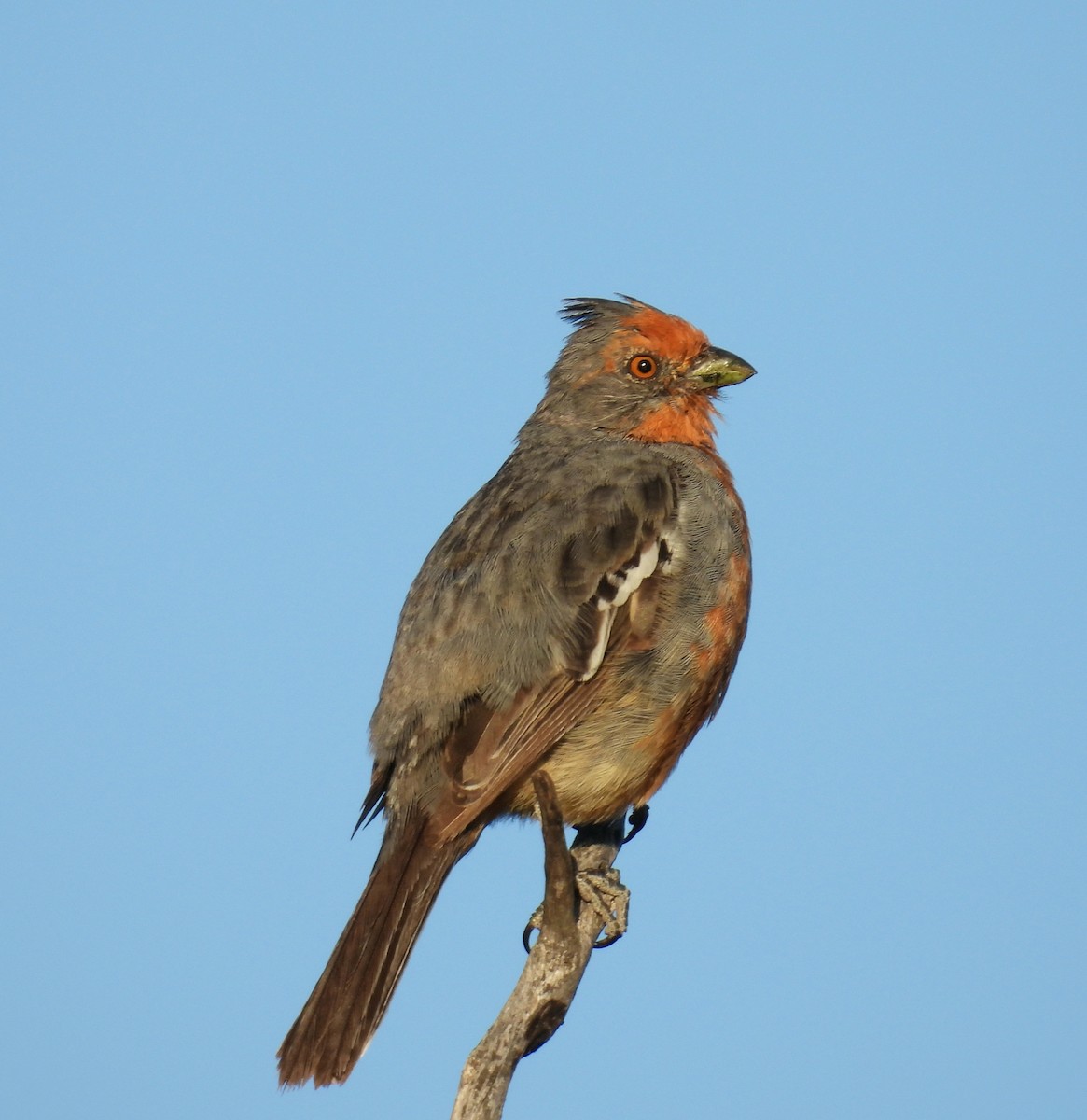 White-tipped Plantcutter - ML645793556
