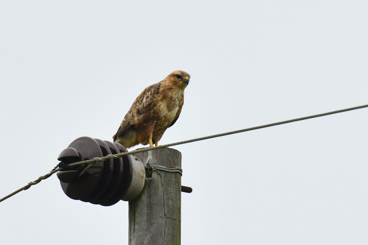 Common Buzzard (Steppe) - ML645793558