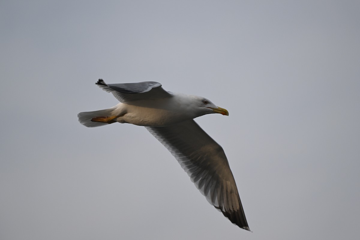 Yellow-legged Gull - ML645793559