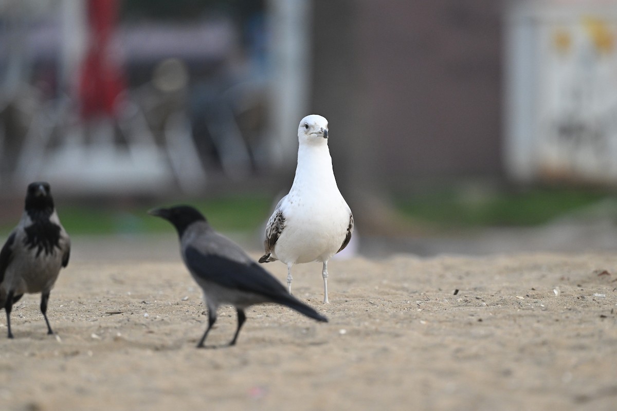 Yellow-legged Gull - ML645793560