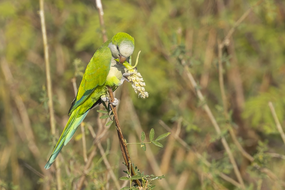 Monk Parakeet - ML645793587