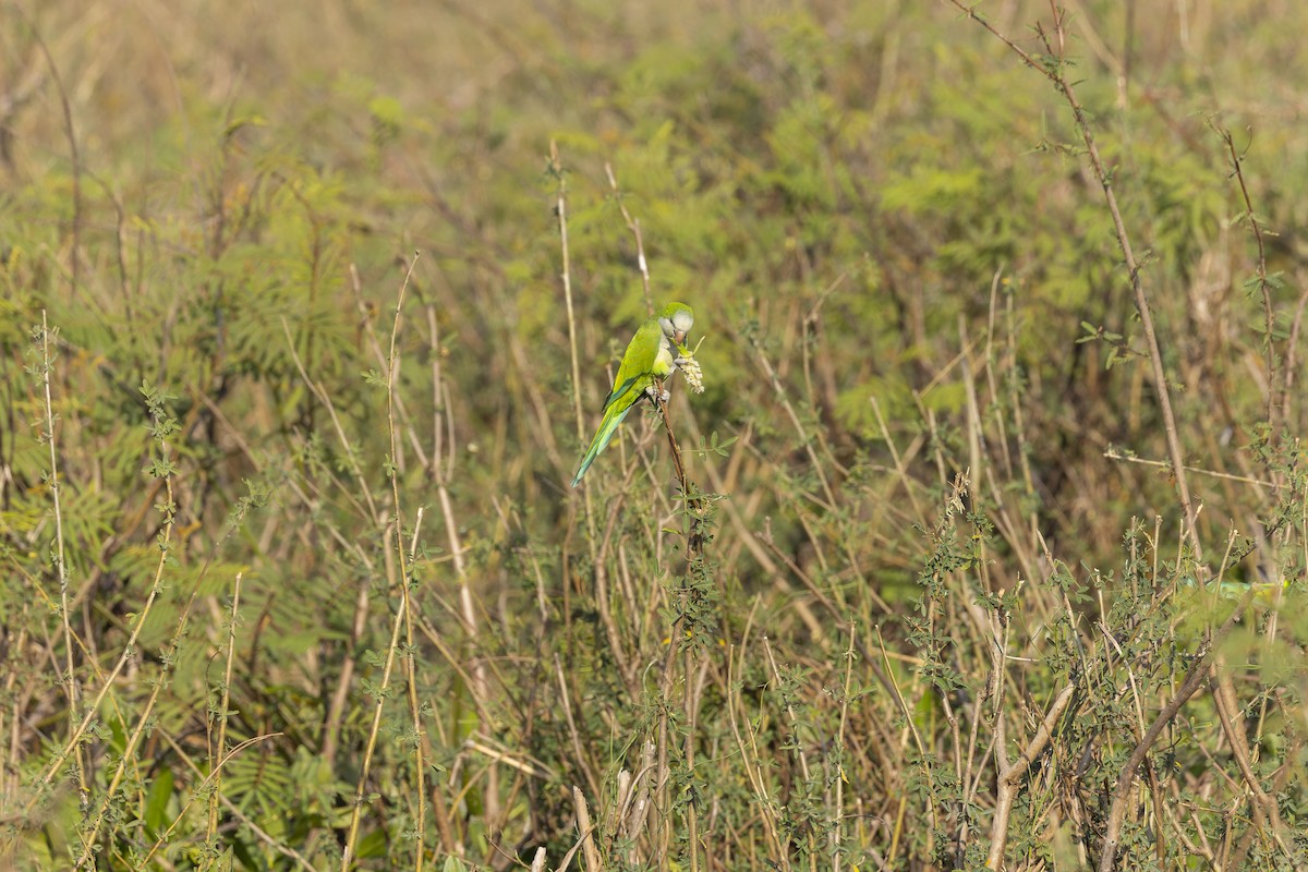 Monk Parakeet - ML645793588