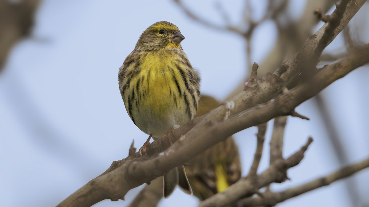 European Serin - ML645793592