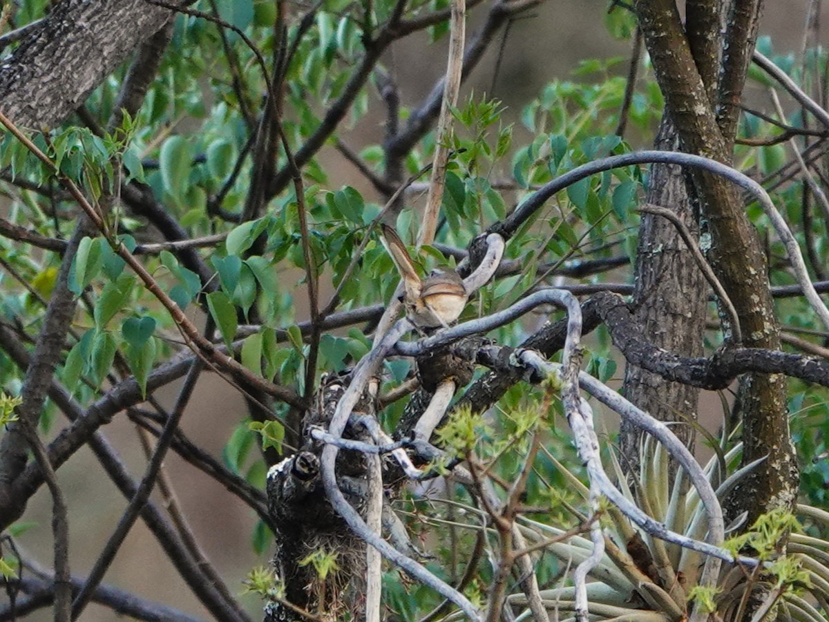 Pale-tailed Canastero (Pale-tailed) - ML645793593