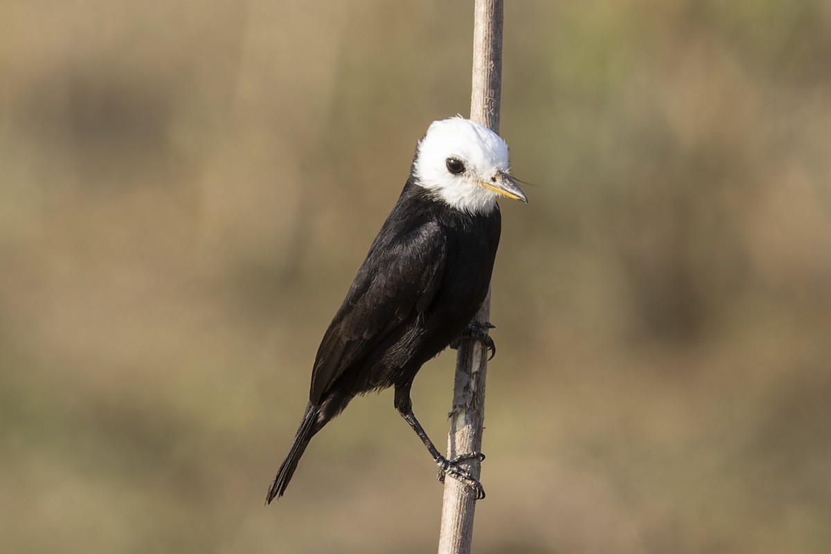 White-headed Marsh Tyrant - ML645793596