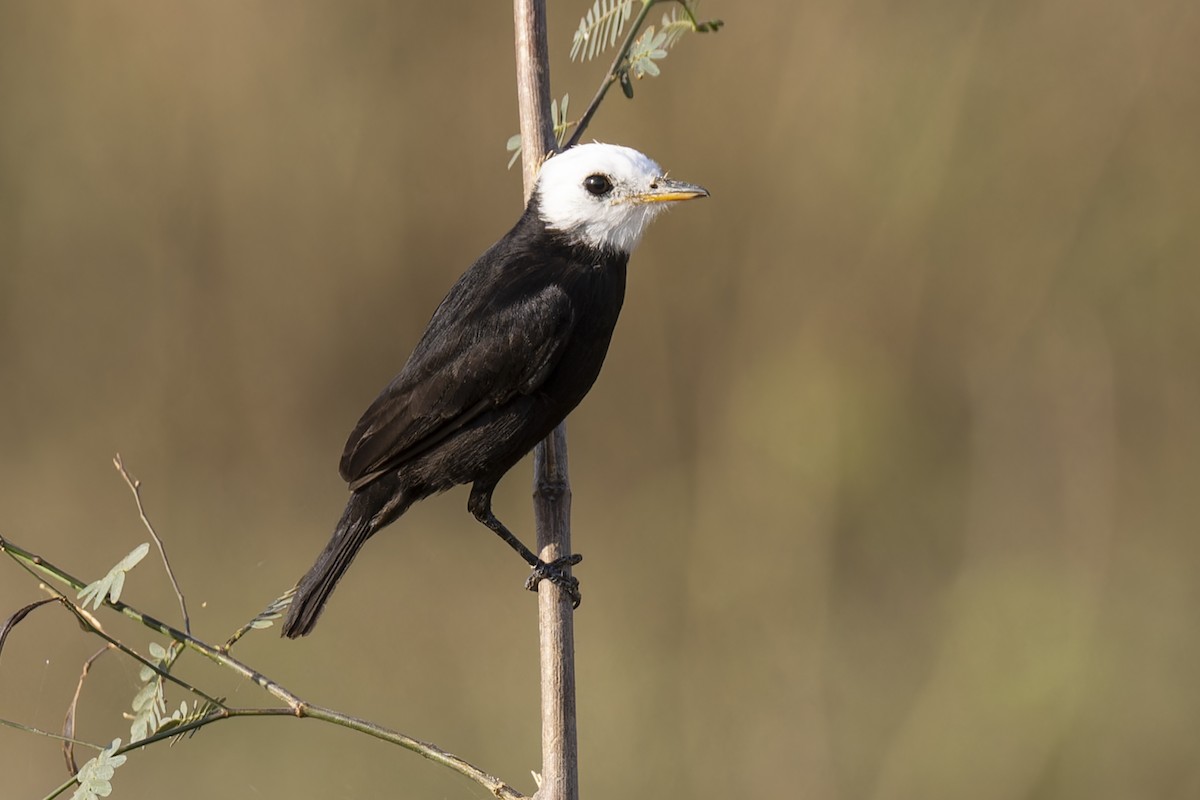 White-headed Marsh Tyrant - ML645793597