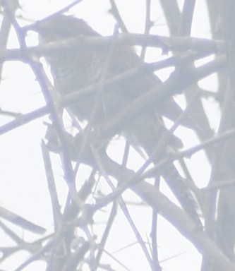 小杜鵑 - ML645793599