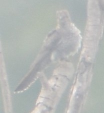 Lesser Cuckoo - ML645793601