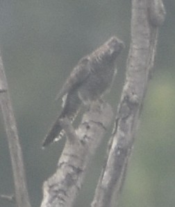 Lesser Cuckoo - ML645793602