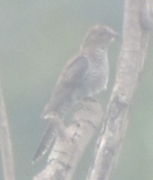 Lesser Cuckoo - ML645793603