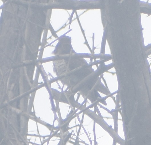 小杜鵑 - ML645793604