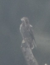 Lesser Cuckoo - ML645793605