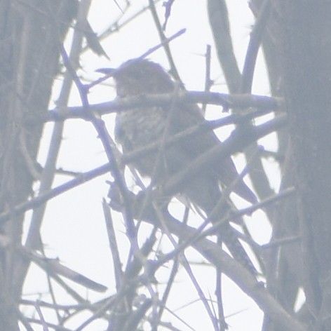 小杜鵑 - ML645793606