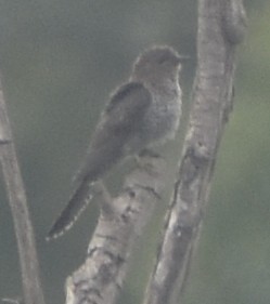 小杜鵑 - ML645793607