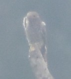 小杜鵑 - ML645793608