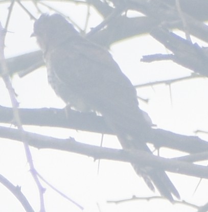 小杜鵑 - ML645793609