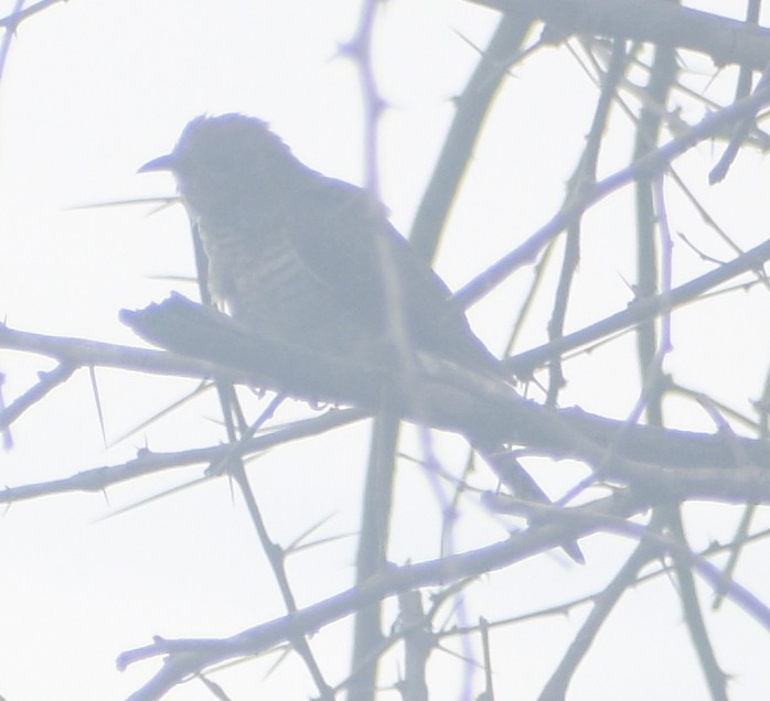 小杜鵑 - ML645793610