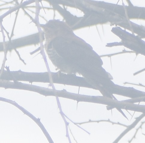 小杜鵑 - ML645793611