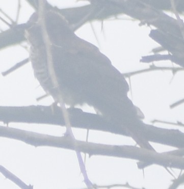 小杜鵑 - ML645793612