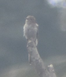 小杜鵑 - ML645793613