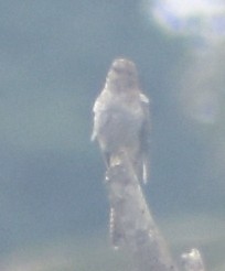 小杜鵑 - ML645793614