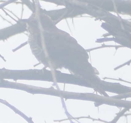 小杜鵑 - ML645793615