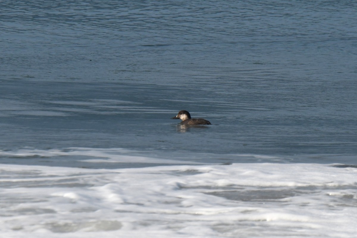 turpan žlutozobý - ML645793617