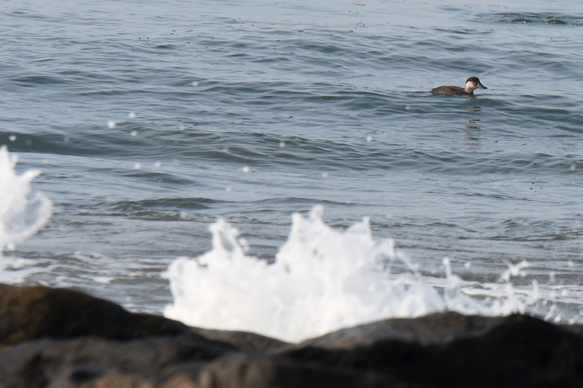 turpan žlutozobý - ML645793618