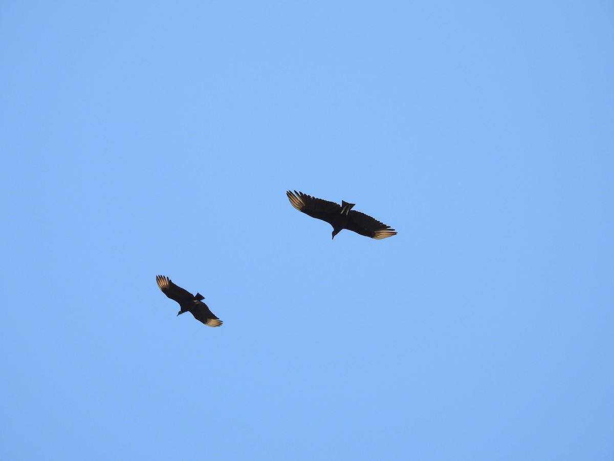 Чёрная катарта - ML645793619