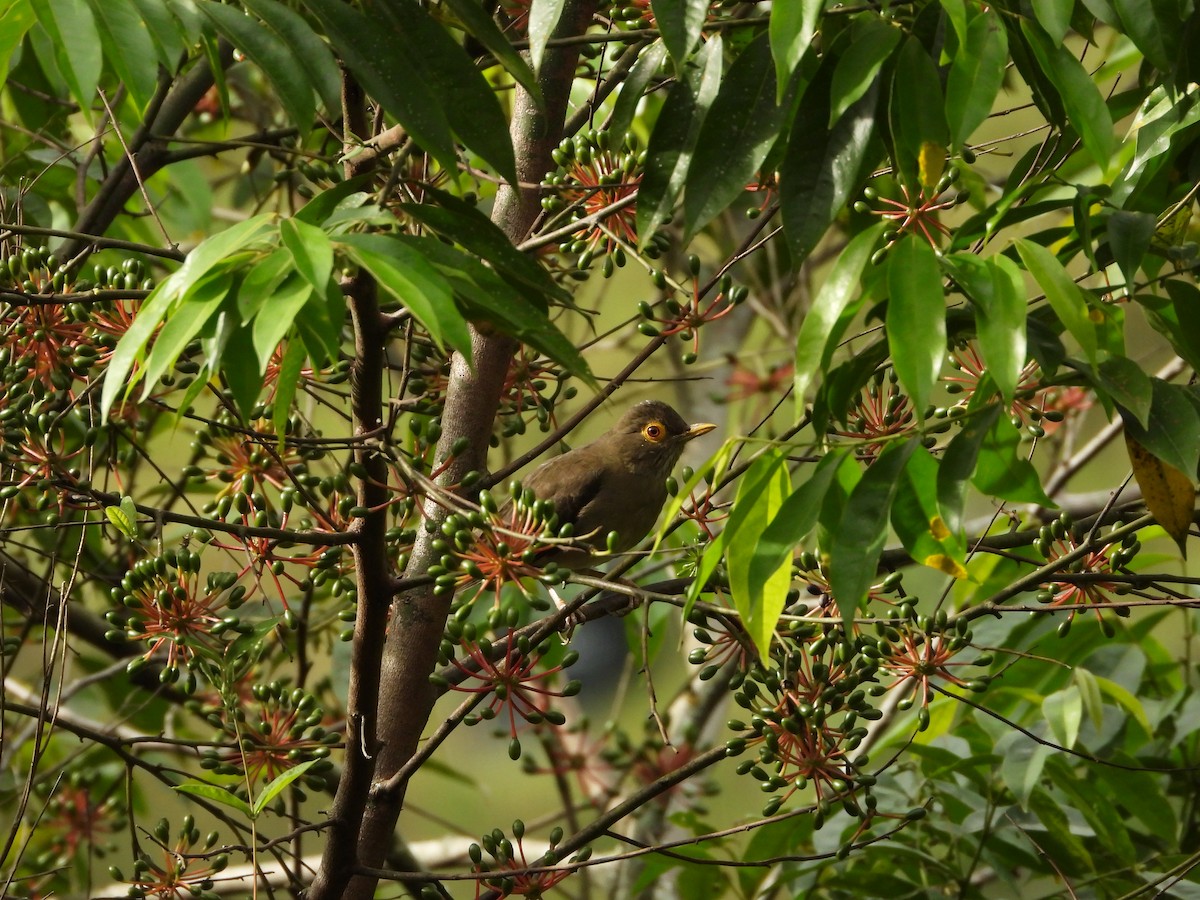 Spectacled Thrush - ML645793664