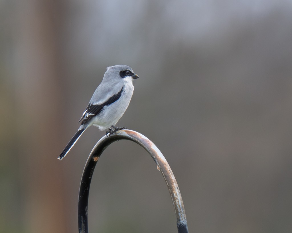 Loggerhead Shrike - ML645793674