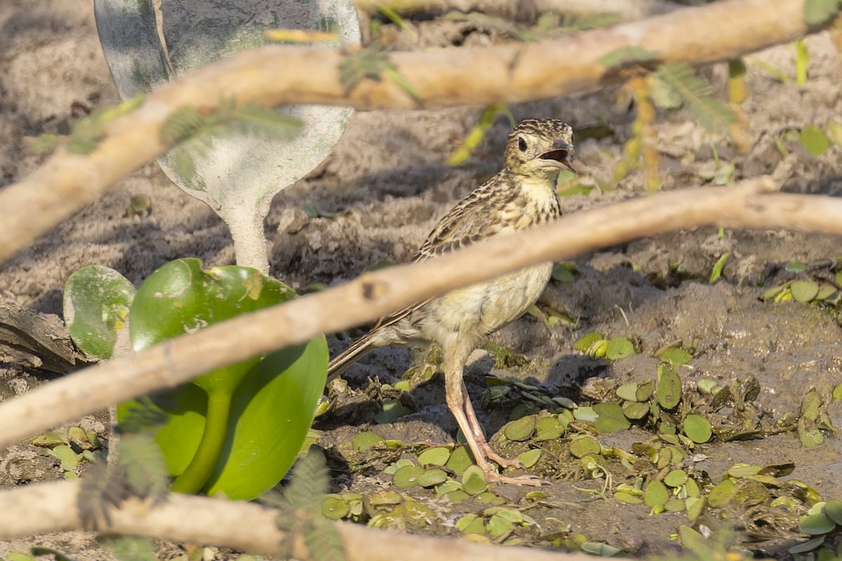 Yellowish Pipit - ML645793690