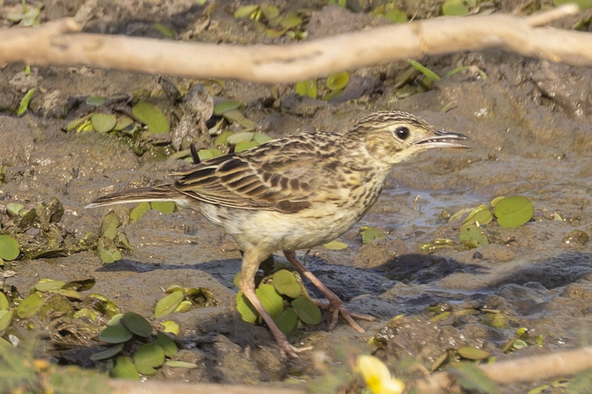 Yellowish Pipit - ML645793691