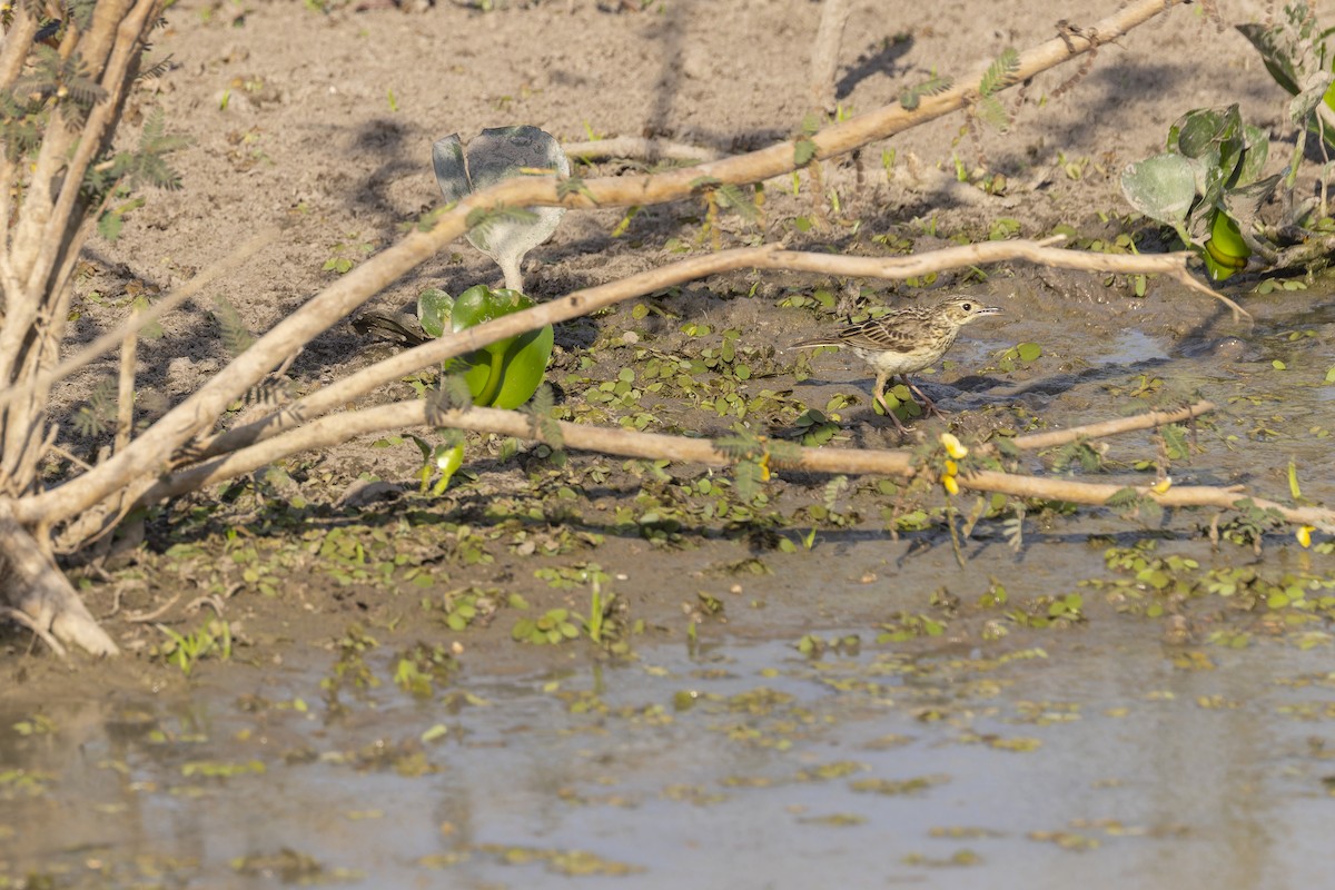Yellowish Pipit - ML645793692