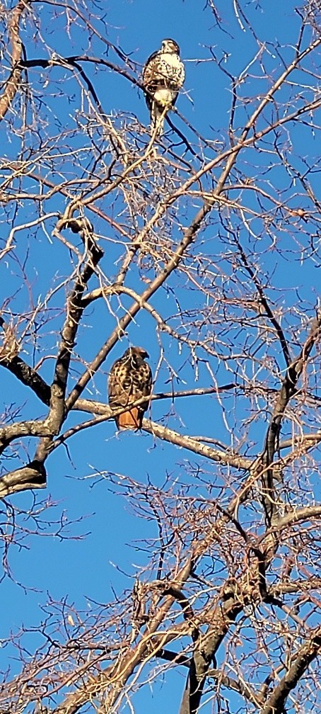 káně rudochvostá - ML645793694