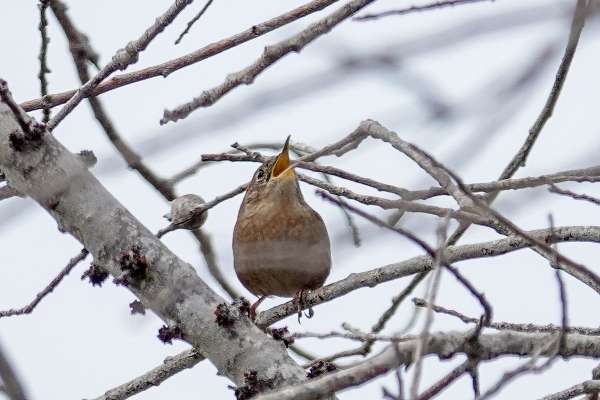 Northern House Wren - ML645793699