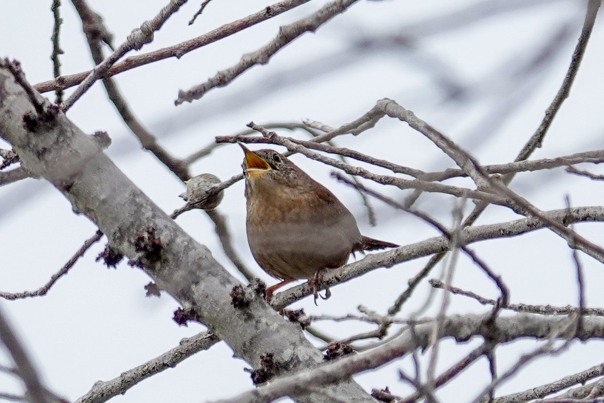 Northern House Wren - ML645793700