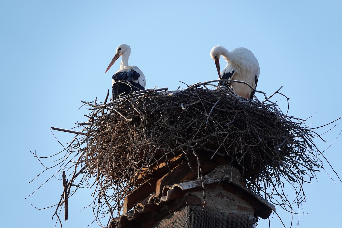 White Stork - ML645793701