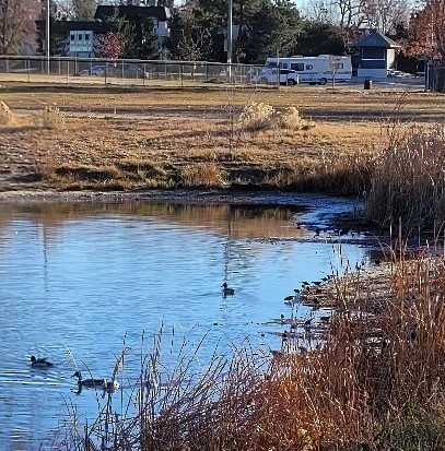 kachna divoká - ML645793718