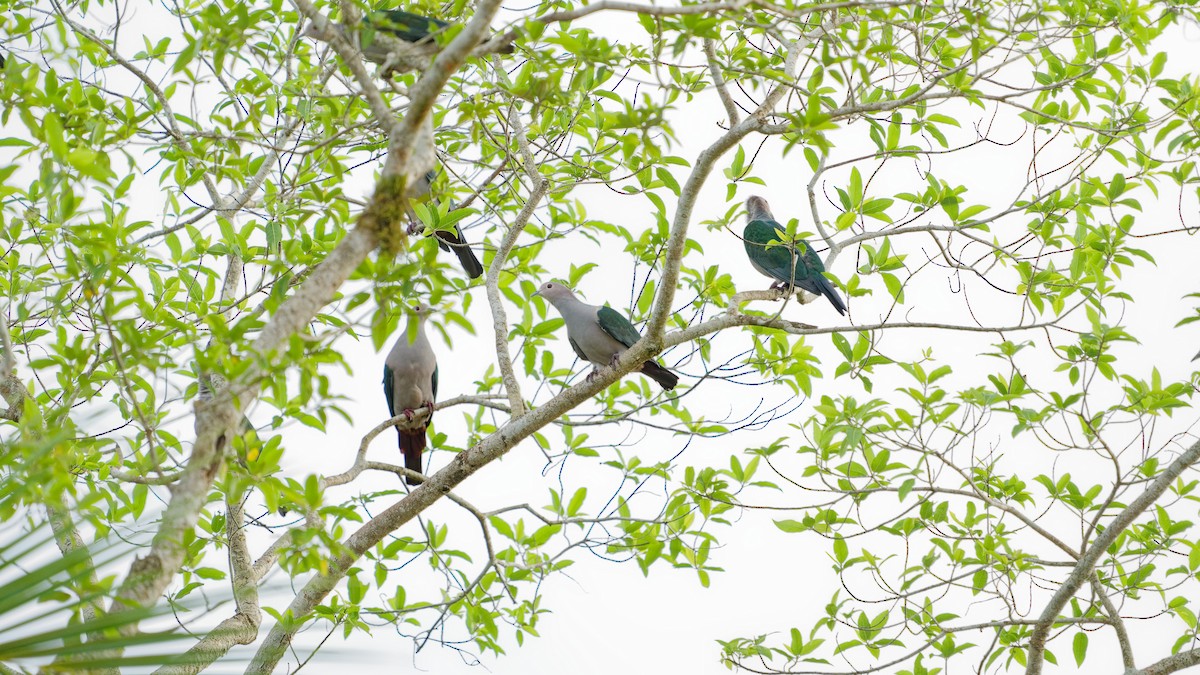 Бронзовый плодовый голубь [группа aenea] - ML645793723